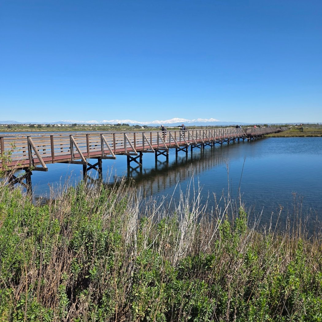 Bolsa Chica Stewards Habitat Restoration Volunteering 1